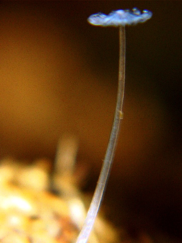 Coprinus cfr fimetarius